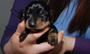 Mini-Winnie, a dachshund puppy, was born in Seoul, South Korea after Rebecca Smith from west London won a competition to have her pet cloned. Photograph: Channel 4/PA